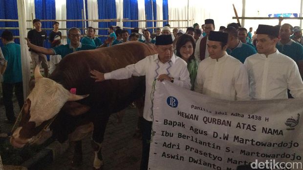 Gubernur BI elus sapi kurban sebelum dipotong