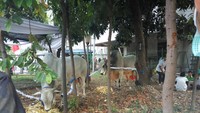 Sapi milik JK mempunyai berat 1,3 ton berusia 7 tahun. (Faiq Hidayat/detikcom)