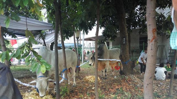 Usai Salat Id, Wapres JK Serahkan Hewan Kurban ke Masjid Istiqlal