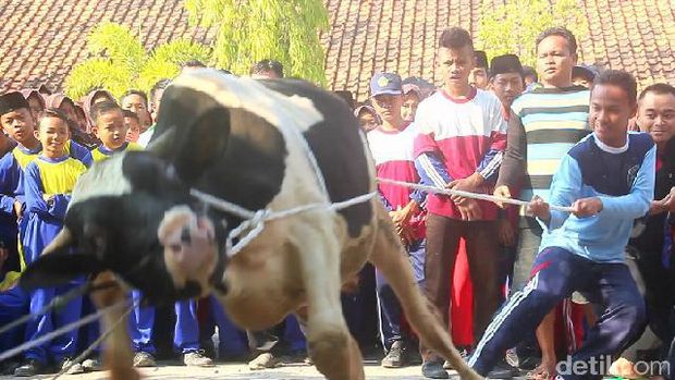 Siswa Mts di Brebes belajar merobohkan sapi kurban yang akan disembelih tanpa menyiksanya.