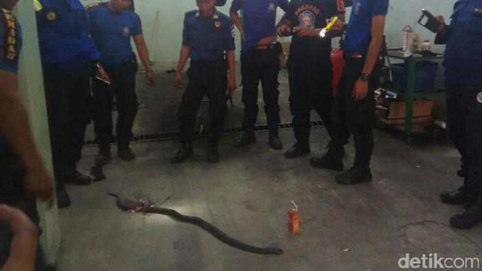 Ular Kobra Berkeliaran di Dealer Mobil di Garut