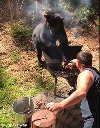 Bukan Ingin Serang Manusia, Beruang Ini Justru Ambil Sepotong Steak dari Panggangan! 