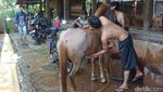 Foto: Yang Viral Minggu Ini, Sudah Update Belum?