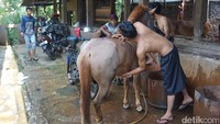 Para pemerhati hewan mengecam ekspolitasi kuda tersebut. Bahkan para kusir di Mekarsari juga ikut sedih mendengar cerita ini (Ibnu Hariyanto/detikcom)
