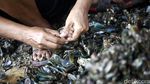 Reklamasi Pulau G Berlanjut, Nelayan Cemas Lagi