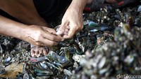 Para nelayan mengolah kerang hijau untuk dijual.