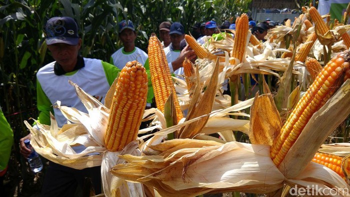 Masuk Musim Panen Harga Jagung Turun Hingga Rp 1 000 Kg