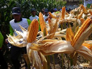 Jokowi Ubah HPP, Produksi Jagung Meningkat 4 Juta Ton