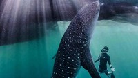 Di foto ini Hamish berenang bersama hiu. Ia juga menyatakan keprihatinannya karena makhluk laut ini masih kerap dikonsumsi manusia. Foto: Instagram @hamishdw