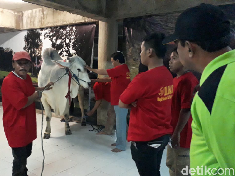 Sapi Kurban Presiden Jokowi di Surabaya Dinyatakan Sehat
