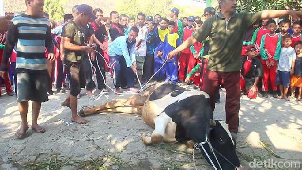 Siswa Mts di Brebes belajar merobohkan sapi kurban yang akan disembelih tanpa menyiksanya.