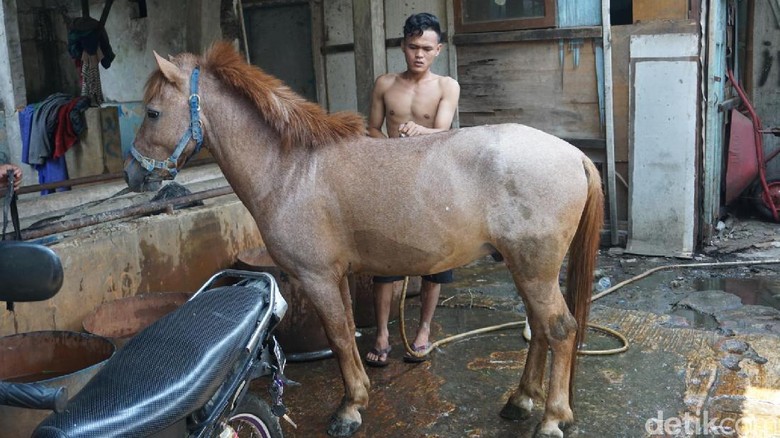 Cerita Kusir Sidik, Sedih Tahu Ada Kuda Dicambuk Meski 