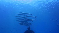 Hamish Daud pun gemar menyelam di laut. Foto ini saat dirinya sedang menyelami keindahan bawah laut Waisai di Raja Ampat, Papua Barat (@hamishdw/Instagram)
