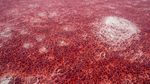 Potret Wajah Tempat di Bumi yang Katanya Mirip Mars