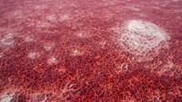 Inilah Danau Natron, yang berada di dekat gunung berapi bernama Ol Doinyo Lengai. Karena itu, warnanya berwarna merah layaknya planet asing. (Thinkstock)