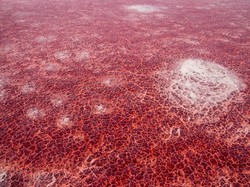 Misteri Danau Warna Merah yang Bikin Hewan Jadi Batu