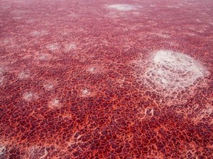 Misteri Danau Warna Merah yang Bikin Hewan Jadi Batu