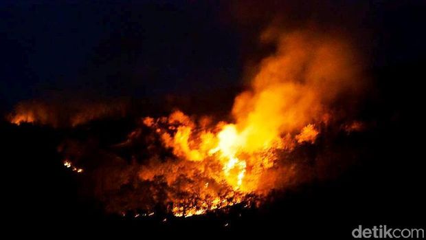 Kawasan hutan perhutani di Jember terbakar/