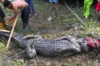 Buaya sepanjang 4,5 meter diikat di salah satu pekarangan rumah warga