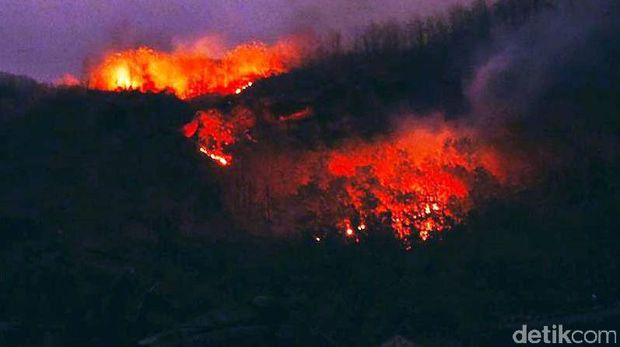 Terbakarnya Hutan Perhutani di Jember Masih Diselidiki Polisi