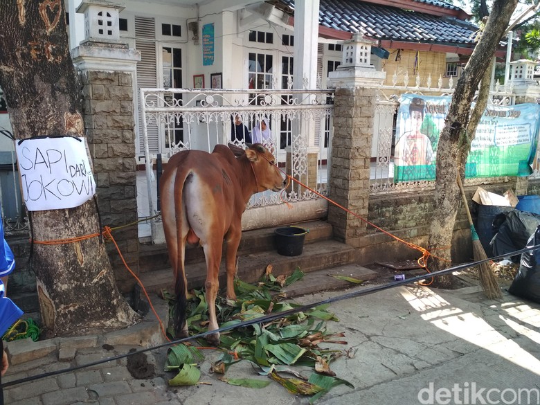 Pesantren Al-Kasyaf Bandung Dapat Hadiah Sapi Kurban Jokowi