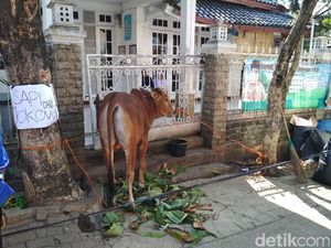 Pesantren Al-Kasyaf Bandung Dapat Hadiah Sapi Kurban Jokowi
