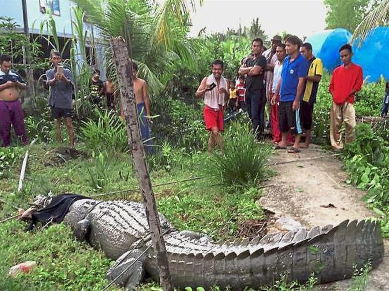 Selain di Bengkel, Buaya Juga Bikin Kaget Warga Malaysia 
