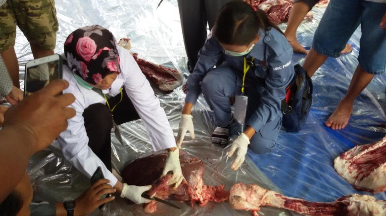 Ada Cacing Hati, Daging Sapi Kurban Jokowi Aman Dikonsumsi Ada Cacing Hati, Daging Sapi Kurban Jokowi Aman Dikonsumsi