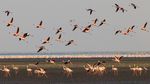 Potret Danau Natron di Tanzania, Cantik Tapi Mematikan