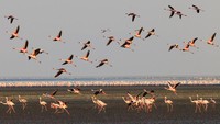 Saat melihatnya dari dekat, burung-burung flamingo yang ada di pinggiran danaunya menambah elok pemandangan. Apalagi gunung berapi yang menjadi latar background danaunya, layak diabadikan dalam kamera. (Dok. Thinkstock)