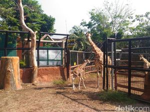 Seekor Jerapah jadi Penghuni Baru di Maharani Zoo dan Goa Lamongan