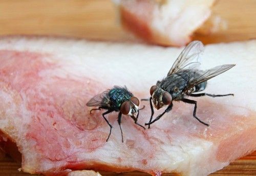 lalat hinggap di makanan