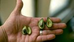 Wouw! 8 Buah dan Sayuran Ini Punya Ukuran Super Mini!