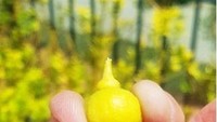 Wah lemon ini begitu kecil! Kalau dipakai untuk minuman, mungkin airnya hanya keluar satu sendok saja.Foto: Istimewa