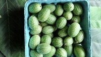 Kalau ini namanya cucamelon. Tampilannya seperti semangka kecil tapi sebenarnya mentimun mini. Menggemaskan ya!Foto: Istimewa