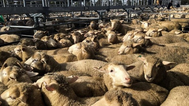 RPH di Australia Sibuk Kirim Daging Kurban ke Luar Negeri RPH di Australia Sibuk Kirim Daging Kurban ke Luar Negeri