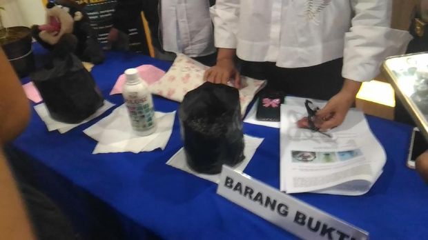 Biji-biji ganja disebar dalam pot plastik.