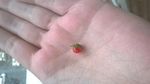 Wouw! 8 Buah dan Sayuran Ini Punya Ukuran Super Mini!