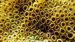 Kalau 10 Gambar Ini Bikin Merinding, Kemungkinan Kamu Punya Trypophobia