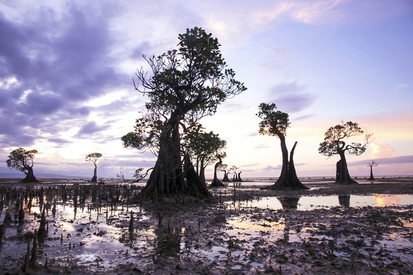 Berikutnya, ada Pantai Walakiri yang juga di Sumba Timur. Pantai ini terkenal dengan pohon-pohon instagramable yang dikenal sebagai Pohon Menari (Thinkstock) Berikutnya, ada Pantai Walakiri yang juga di Sumba Timur. Pantai ini terkenal dengan pohon-pohon instagramable yang dikenal sebagai Pohon Menari (Thinkstock)