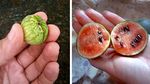 Wouw! 8 Buah dan Sayuran Ini Punya Ukuran Super Mini!