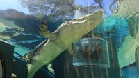 Berani berenang bersama buaya raksasa? Bila ingin mencoba, datang saja ke Crocosaurus Cove di Darwin, Australia Utara. Di tempat rekreasi ini, pengunjung bisa berenang dengan buaya raksasa di dalam akuarium (Crocosaurus Cove Darwin/ Facebook)