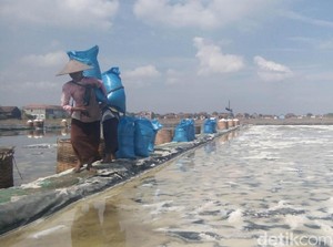 Petani Senang, Harga Garam Masih Tinggi