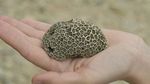 Kalau 10 Gambar Ini Bikin Merinding, Kemungkinan Kamu Punya Trypophobia