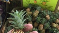 Nanas mini ukurannya tidak sampai setelapak tangan. Meski bisa dimakan tapi karena lebih asam dari nanas biasa, jadi nanas mini lebih banyak jadi dekorasi.Foto: Istimewa
