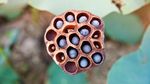 Kalau 10 Gambar Ini Bikin Merinding, Kemungkinan Kamu Punya Trypophobia