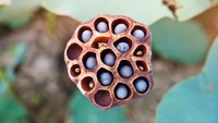 Foto biji bunga lotus kering seperti ini terkenal sebagai salah satu hal yang bisa memicu trypophobia. (Foto: Thinkstock)