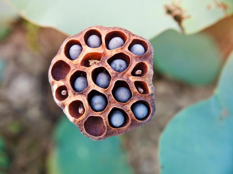 Kalau 10 Gambar Ini Bikin Merinding, Kemungkinan Kamu Punya Trypophobia
