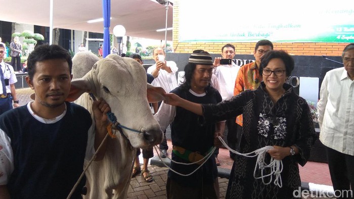 Sri Mulyani Berkurban Sapi Brahman Seberat 780 Kg