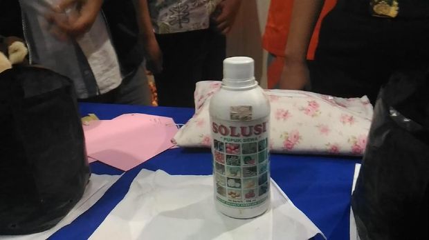 Tanaman ganja disiram dan juga diberi pupuk agar tumbuh subur.